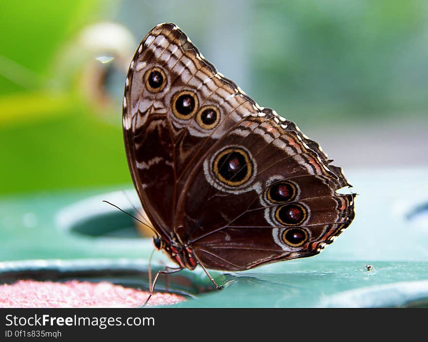 Blue morpho &#x28;underside&#x29;