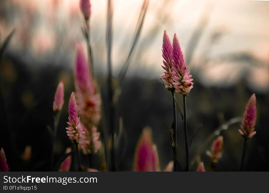 Lavender flower blooming in summer field or meadow. Lavender flower blooming in summer field or meadow.