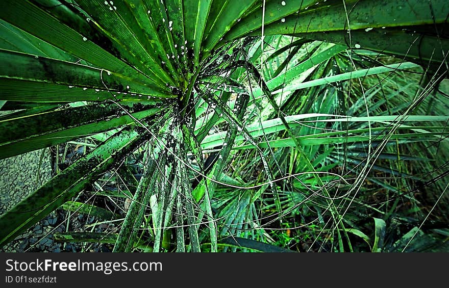 Dense vegetation in a tropical forest. Dense vegetation in a tropical forest.