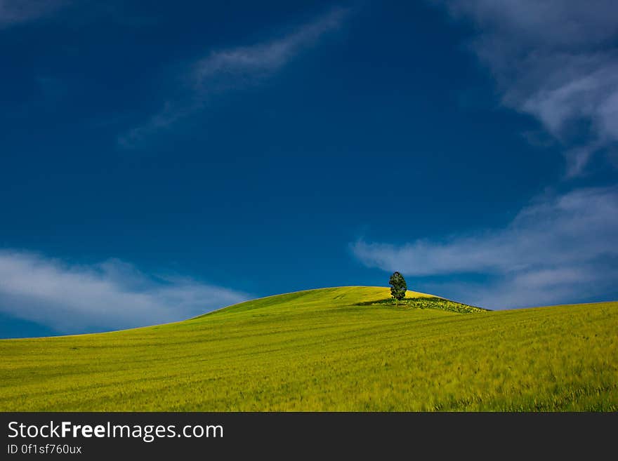 A single tree in a bright green field and blue sky above. A single tree in a bright green field and blue sky above.