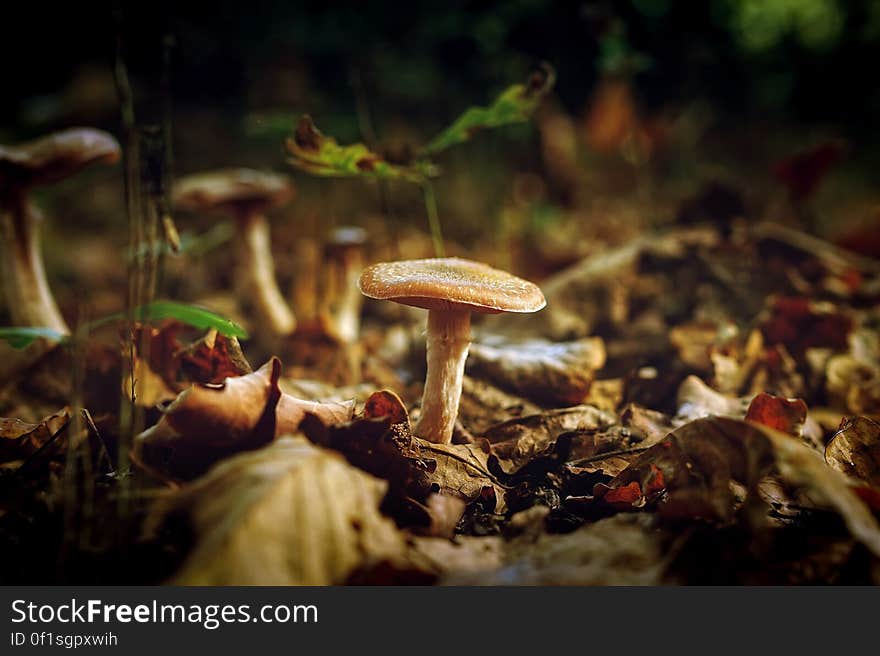 Scenic view of mushrooms growing outdoors on dry leafy ground.