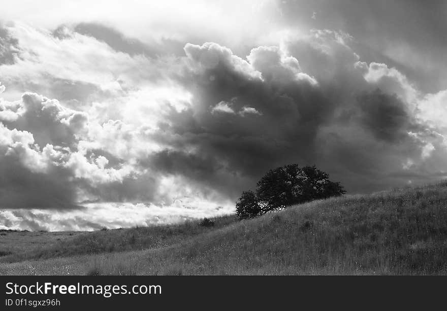 Greyscale Photo of a Tree Under Cloudy Sky at Daytime