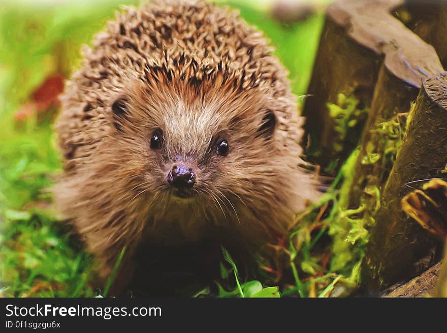 Portrait of a hedgehog on a garden lawn. Portrait of a hedgehog on a garden lawn.