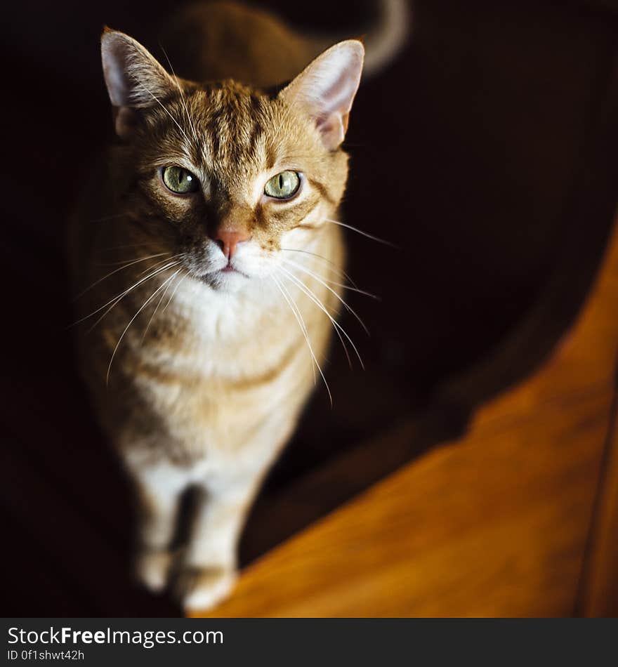 White and Brown Tabby Cat