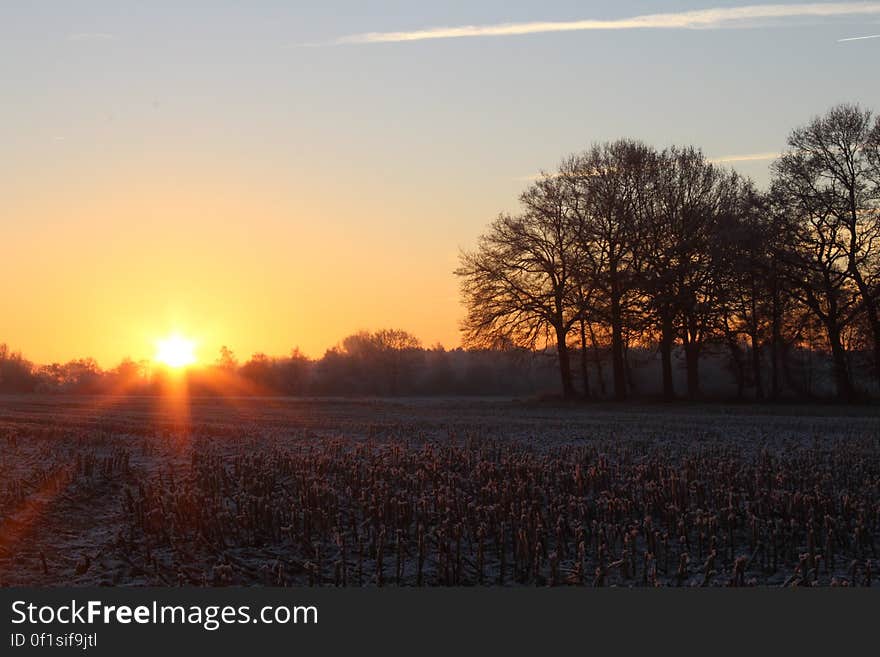 Silhouetted trees in the countryside at sunset. Silhouetted trees in the countryside at sunset.