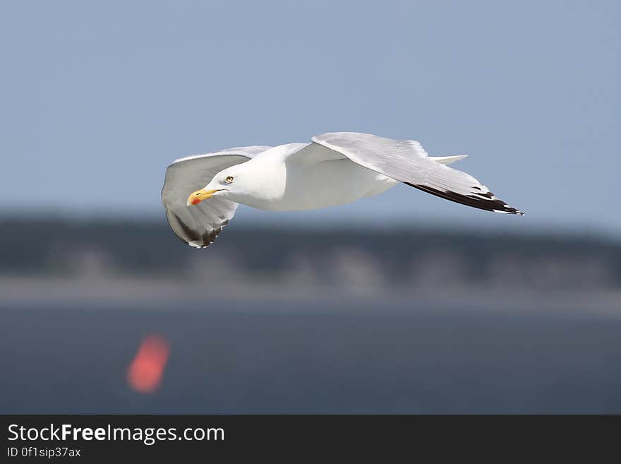 Auto Focus Photography of Flying White Bird during Daytime