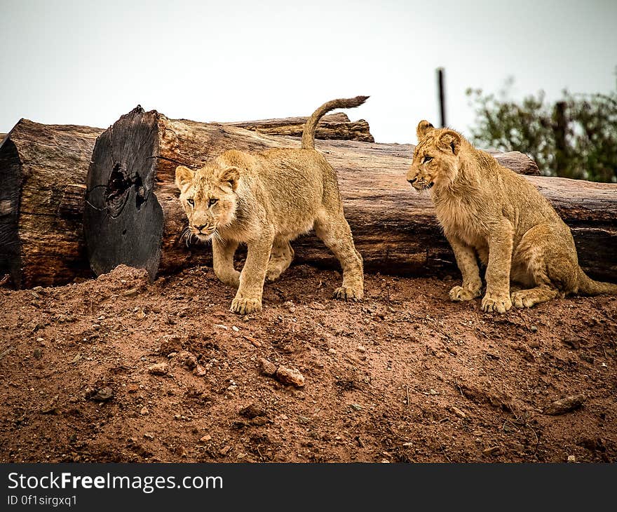 Lioness Beside Wood Trunk during Daytime