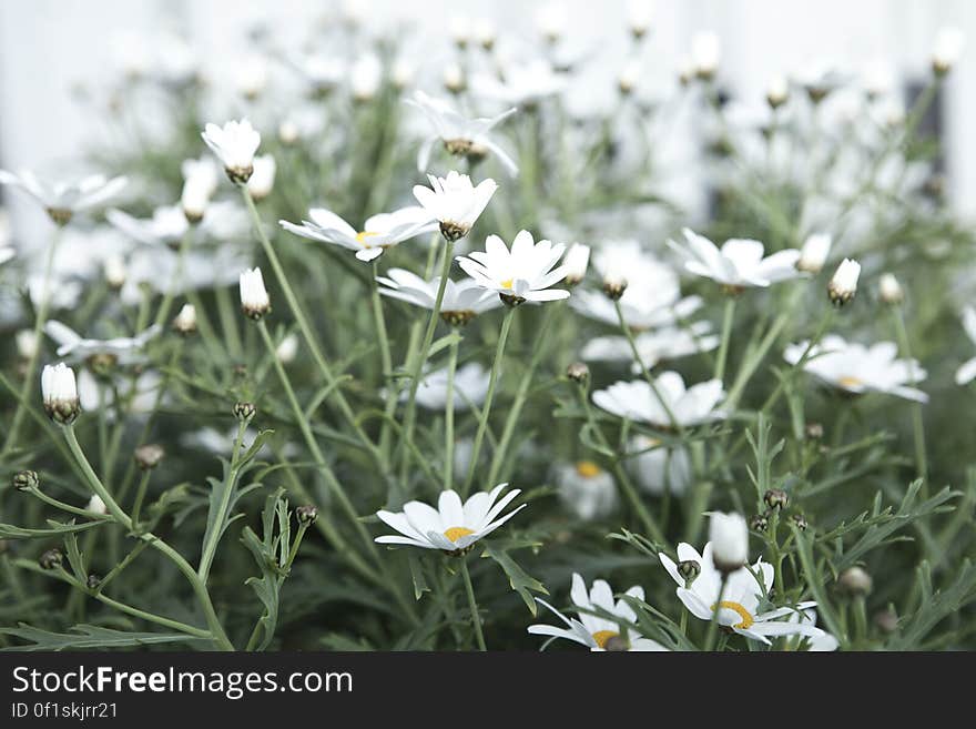 Closeup of a cluster of white and yellow wildflowers with shallow depth of field, in a field covered with wildflowers. Closeup of a cluster of white and yellow wildflowers with shallow depth of field, in a field covered with wildflowers.