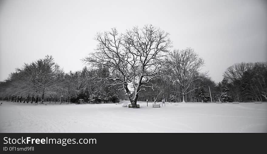 A park with fields under snow and trees in the distance. A park with fields under snow and trees in the distance.