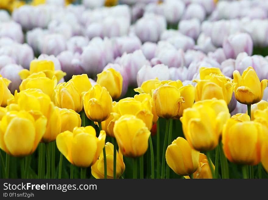 Yellow and White Tulips