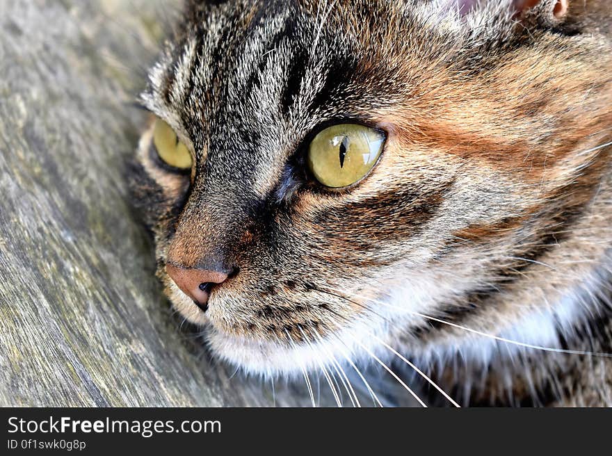 Closeup portrait of tabby cat with green eyes and a ginger streak with its head lying on a grainy wooden table. Closeup portrait of tabby cat with green eyes and a ginger streak with its head lying on a grainy wooden table.