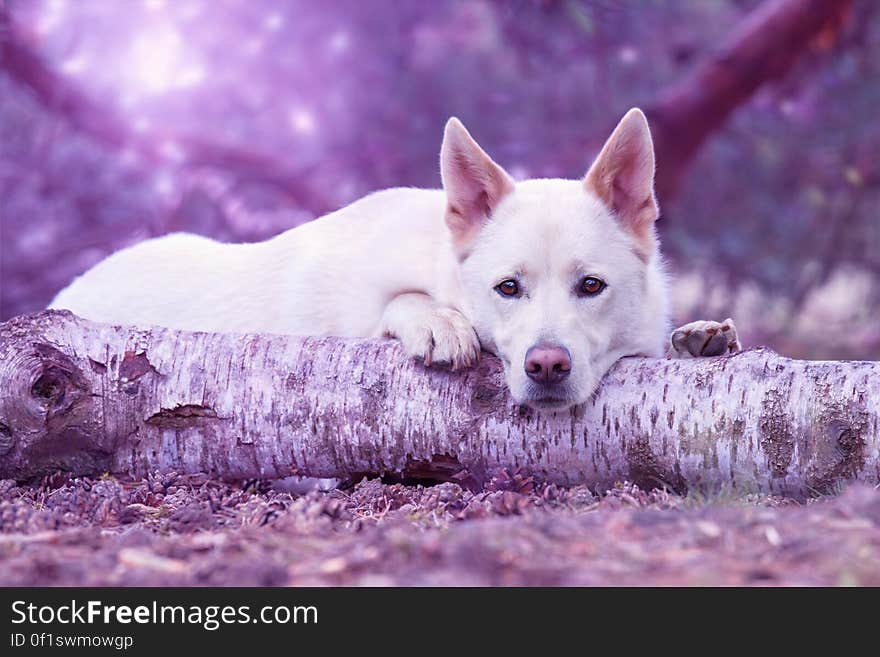 A dog lying on tree trunk with violet background.