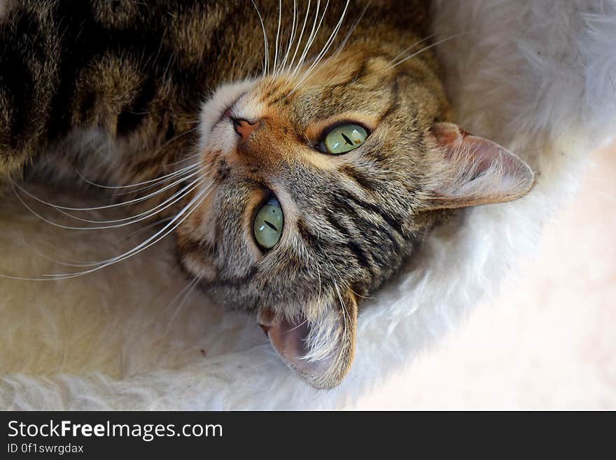 Brown Cat on Fur Mat