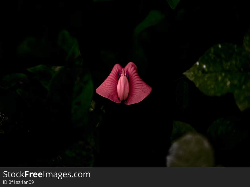 A close up of a red pea flower.