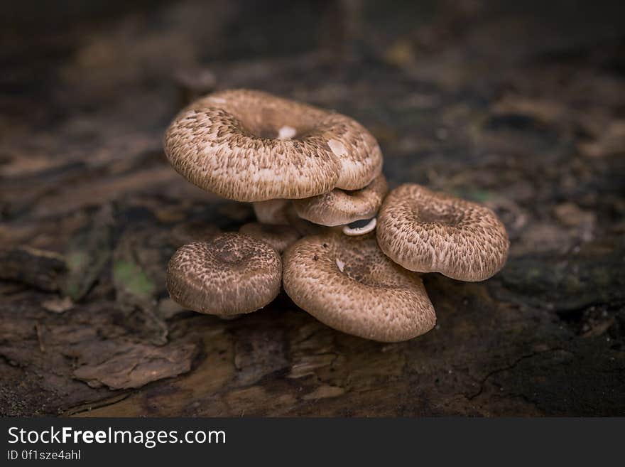 A stack of mushrooms in the forest. A stack of mushrooms in the forest.