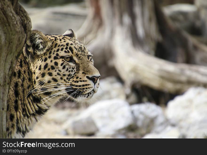 Leopard Leaning Behind Tree