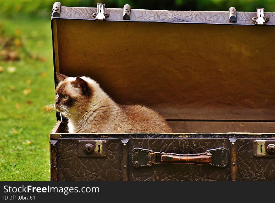 White and Brown Siamese Cat Inside Chest Box