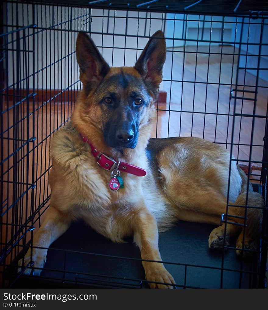 A German shepherd dog inside his cage. A German shepherd dog inside his cage.