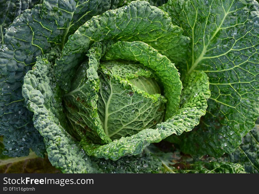 Focus Photography of Green Cabbage