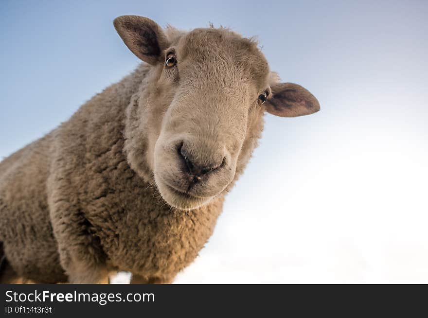 Focus Photo of Brown Sheep Under Blue Sky