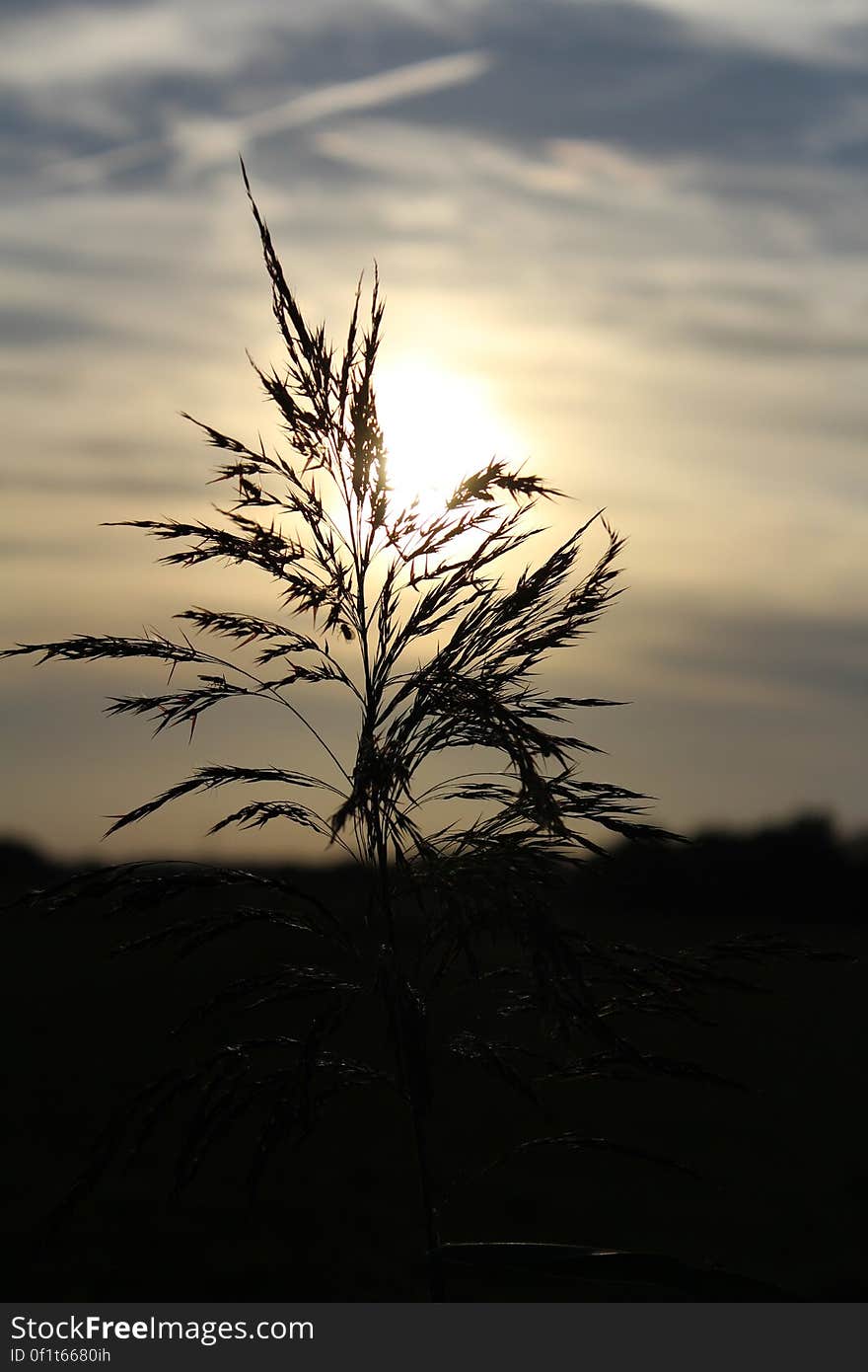 Close-up of Plant Against Sunset Sky