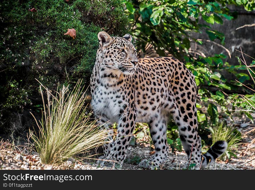 Photo Of Leopard