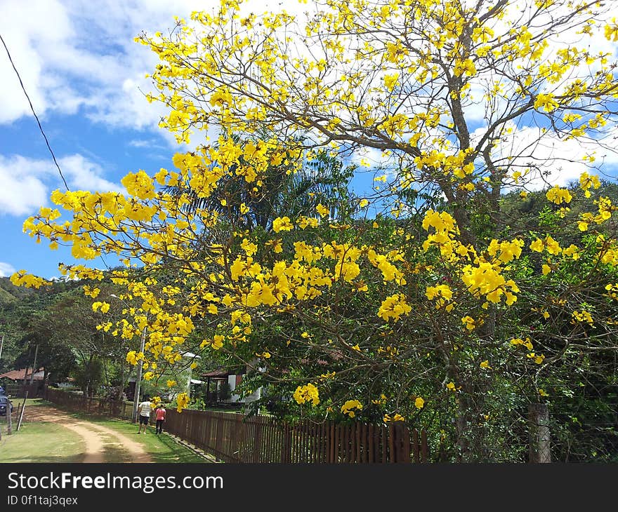 Blooming yellow trees in countryside lane. Blooming yellow trees in countryside lane.