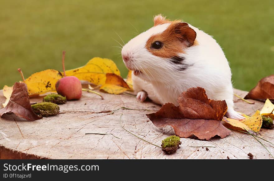 Close-up of Animal Eating Wood