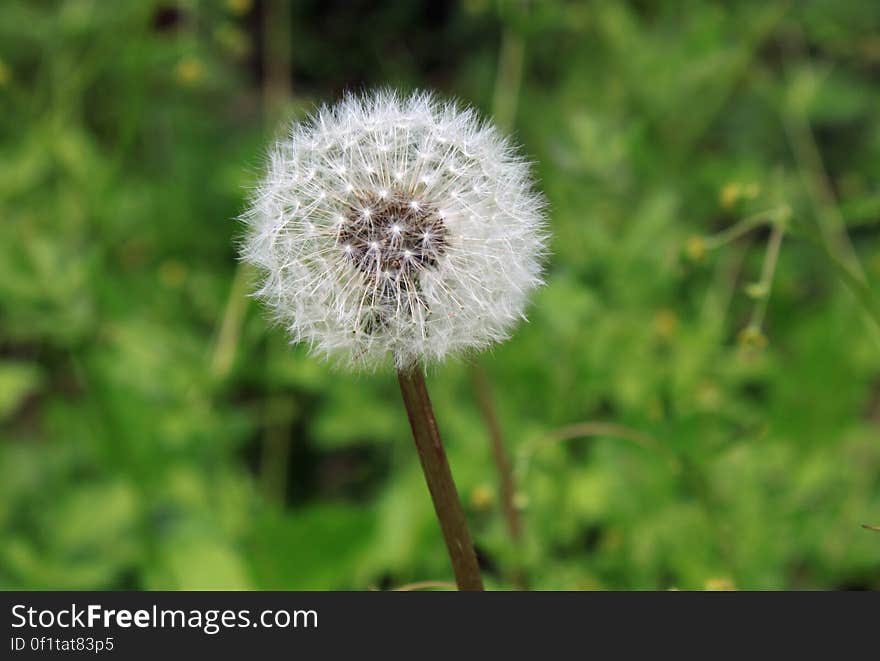 A close up of a fluffy white dandelion flower.