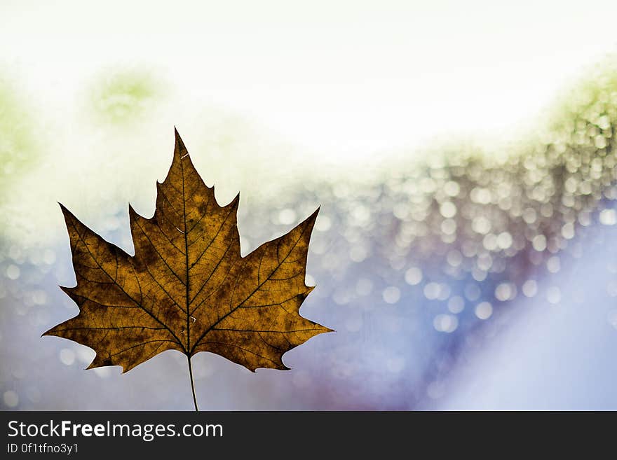 Single autumn leaf with bright sparkling background and copy space. Single autumn leaf with bright sparkling background and copy space.