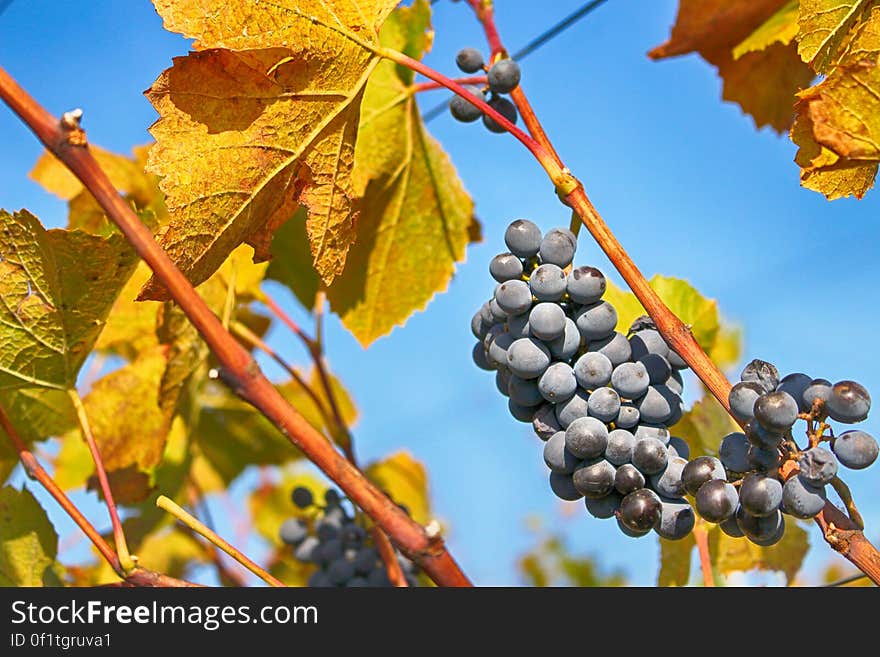 Bunches of fresh blue grapes on vines with yellow leaves, sky background.