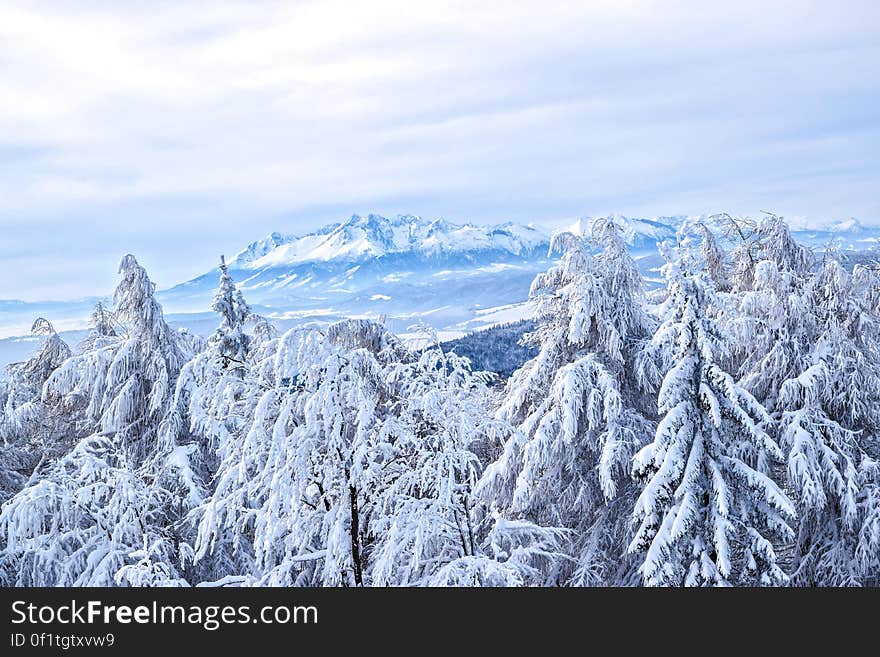 Elevated view of snow covered forest with mountains in background, Poland. Elevated view of snow covered forest with mountains in background, Poland.