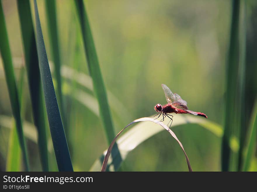 A dragonfly sitting on a green leaf. A dragonfly sitting on a green leaf.