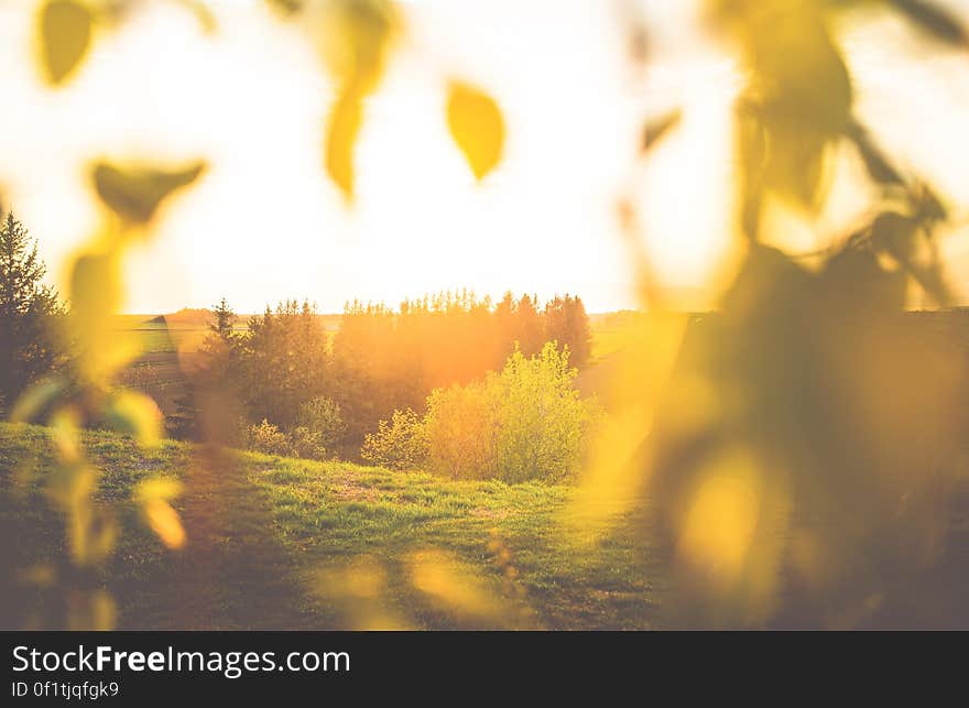 A summer landscape with bright light.