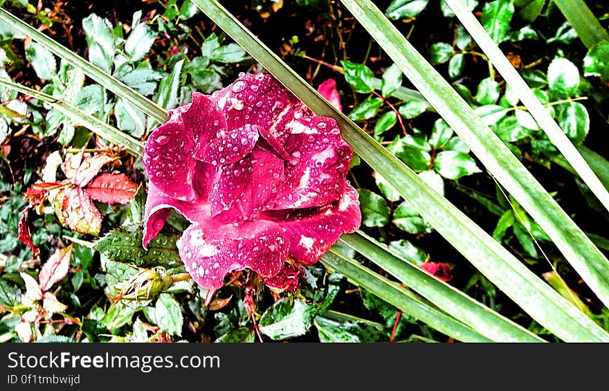 A flower with dew drops on grass.