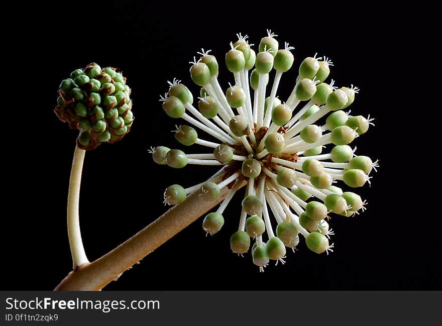 Fatsia japonica is the most distinctive of all evergreens with large palmate leaves. The lobed leaves can reach 16 inches across and provide contrast in the shade garden. It can be grown in mass plantings on larger sites or as a specimen in smaller gardens. Grow it with ferns for contrast and it is excellent when mixed with large plantings of Rhododendrons to relieve the monotony of dark, medium evergreen foliage. Drumstick-like flowers are otherworldly in appearance but add to the distinctiveness of this shrub. Plant with the usual woodland perennials like hellebores, hostas, solomn&#x27;s seal and the like. Foliage is excellent in flower arrangements and lasts for weeks when cut. Fatsia japonica is the most distinctive of all evergreens with large palmate leaves. The lobed leaves can reach 16 inches across and provide contrast in the shade garden. It can be grown in mass plantings on larger sites or as a specimen in smaller gardens. Grow it with ferns for contrast and it is excellent when mixed with large plantings of Rhododendrons to relieve the monotony of dark, medium evergreen foliage. Drumstick-like flowers are otherworldly in appearance but add to the distinctiveness of this shrub. Plant with the usual woodland perennials like hellebores, hostas, solomn&#x27;s seal and the like. Foliage is excellent in flower arrangements and lasts for weeks when cut.