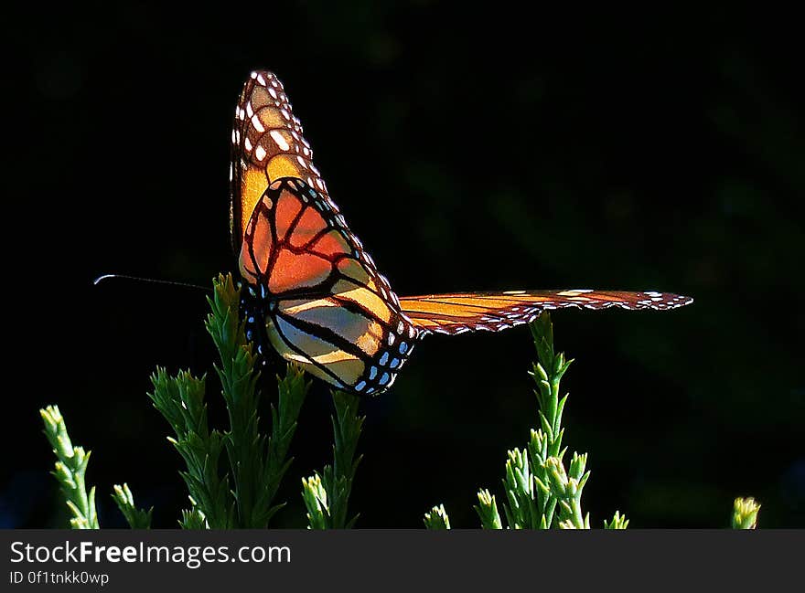 The monarch needs no camouflage because it is poisonous to predators; in fact, its vivid colors are designed to ward off critters that may want to eat it. The monarch is poisonous because the developing larvae ingest to xins from the milkweed plant as they feed on the leaves. These chemicals rema in permanently in the monarch’s system, even after the caterpillar metamorphoses to a butterfly. The monarch’s survival is closely linked to the chemical defense system derived from the milk weed toxins and the nutrition supplied to the developing larvae. The monarch needs no camouflage because it is poisonous to predators; in fact, its vivid colors are designed to ward off critters that may want to eat it. The monarch is poisonous because the developing larvae ingest to xins from the milkweed plant as they feed on the leaves. These chemicals rema in permanently in the monarch’s system, even after the caterpillar metamorphoses to a butterfly. The monarch’s survival is closely linked to the chemical defense system derived from the milk weed toxins and the nutrition supplied to the developing larvae.