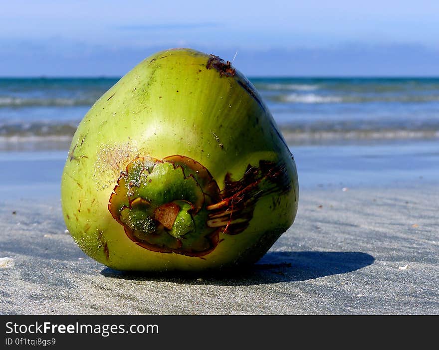 The coconut comes from the coconut palm tree which grows throughout the tropics and subtropics. The name coconut is derived from 16th century Portuguese sailors who thought the 3 small holes on the coconut shell resembled the human face so dubbed the fruit &#x22;coco&#x22; meaning &#x22;grinning face, grin, or grimace&#x22; The word nut was added in English later on. The coconut comes from the coconut palm tree which grows throughout the tropics and subtropics. The name coconut is derived from 16th century Portuguese sailors who thought the 3 small holes on the coconut shell resembled the human face so dubbed the fruit &#x22;coco&#x22; meaning &#x22;grinning face, grin, or grimace&#x22; The word nut was added in English later on.