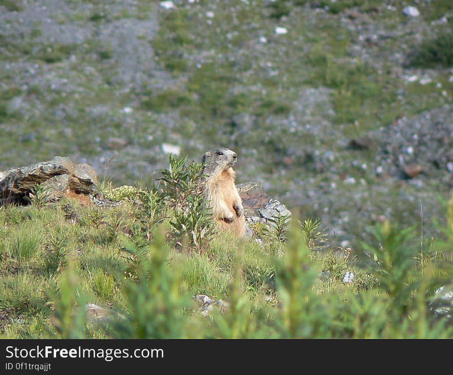 Can I use this photo? Read here for more informations. Marmot – Passo dello Stelvio – 13 August 2008 These are photos I took in 2008 on a long trip I made around northern Italy. I started from Rome and went all the way to the alps. At the end I did 2900km in 10 days. read more &gt;&gt;. Can I use this photo? Read here for more informations. Marmot – Passo dello Stelvio – 13 August 2008 These are photos I took in 2008 on a long trip I made around northern Italy. I started from Rome and went all the way to the alps. At the end I did 2900km in 10 days. read more &gt;&gt;