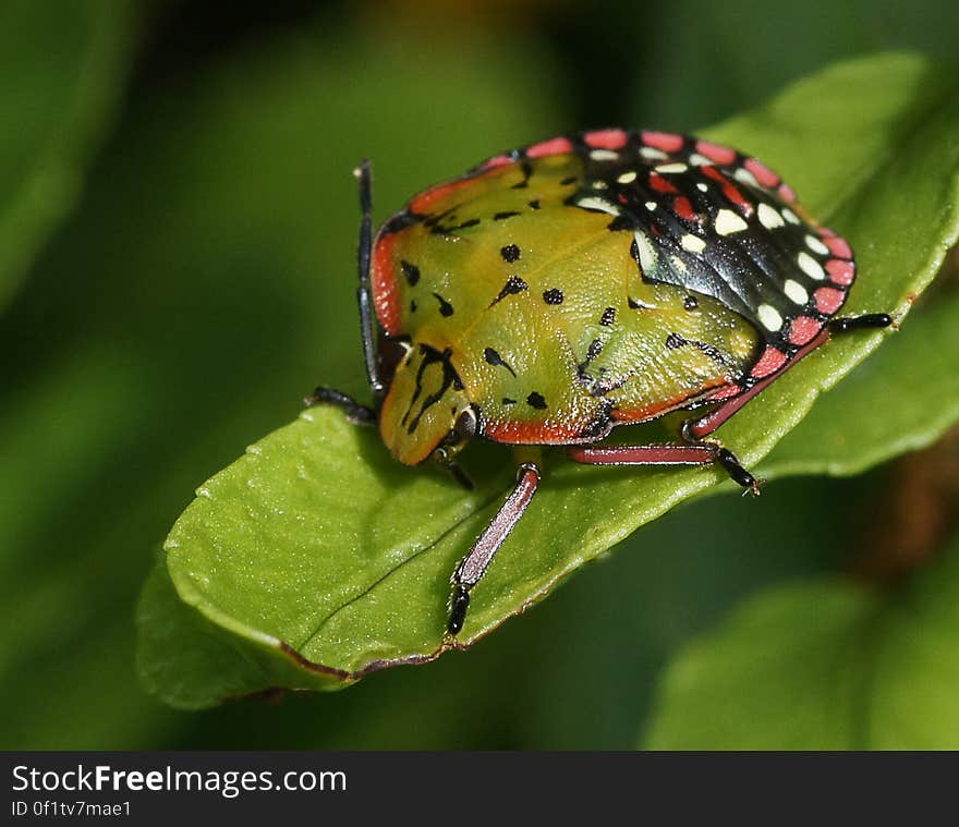 This pest, is also known in some countries as the green vegetable bug. It occurs throughout the Americas, in various Pacific Islands, Japan, Australia, New Zealand, and Africa. First seen in Hawaii in 1961 on Oahu, it has spread to all major islands. The bugs feed by piercing plant tissue with needle-like stylets. The actual feeding puncture is not immediately visible. Adults and nearly all nymphal stages &#x28;2nd to 5th nymphal stages&#x29; feed on a variety of plant tissue. Succulent parts of the plant and the developing flowers or fruit are preferred. Feeding injury becomes visible sometime after actual feeding. Feeding on flower buds results in premature abscission. Feeding injury on leguminous pods results in seed damage and ultimately distorted development of the pods. Nymphal and adult feeding on macadamia nuts often results in spotting or pitting of the kernels and premature abscission. Soft and spongy tissue under otherwise intact epidermis results when the stink bug feeds on vegetable tissue.