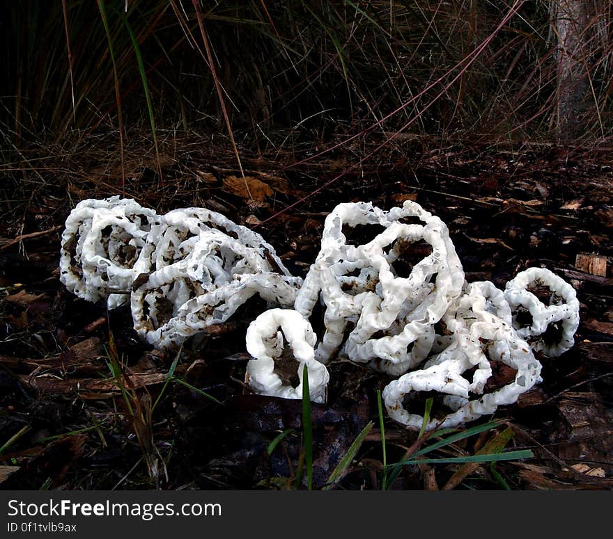 The basket is 15cm across and a member of the stinkhorn family Phallaceae, which includes some of the strangest fungi The basket fungus forms a small puffball-like &#x22;egg&#x22; under the soil. The &#x22;egg&#x22; has a two-layered wall, the outer one lined with jelly. Inside the wall is a mass of brown spores as well as the future basket, tightly folded up. The basket soaks up moisture and BURSTS out of the egg with such force that it sometimes breaks free and rolls across the ground. The spores on the inside of the net become a foul-smelling, olive-green sticky mess - a feast for flies! The sticky spores stick to the flies and get spread by the flies when they fly away. The baskets seldom last for more than a day. The basket is 15cm across and a member of the stinkhorn family Phallaceae, which includes some of the strangest fungi The basket fungus forms a small puffball-like &#x22;egg&#x22; under the soil. The &#x22;egg&#x22; has a two-layered wall, the outer one lined with jelly. Inside the wall is a mass of brown spores as well as the future basket, tightly folded up. The basket soaks up moisture and BURSTS out of the egg with such force that it sometimes breaks free and rolls across the ground. The spores on the inside of the net become a foul-smelling, olive-green sticky mess - a feast for flies! The sticky spores stick to the flies and get spread by the flies when they fly away. The baskets seldom last for more than a day.