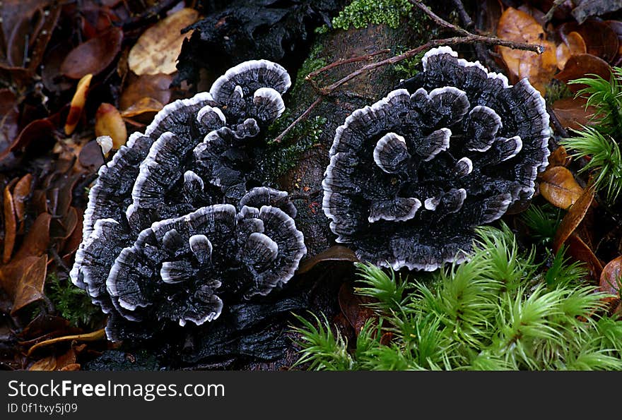 Common name: None Found: Nothofagus Forests Substrate: Ground Spore: WhiteHeight: 45 mm Width: 80 mm Season: Autumn Edible: No. Common name: None Found: Nothofagus Forests Substrate: Ground Spore: WhiteHeight: 45 mm Width: 80 mm Season: Autumn Edible: No