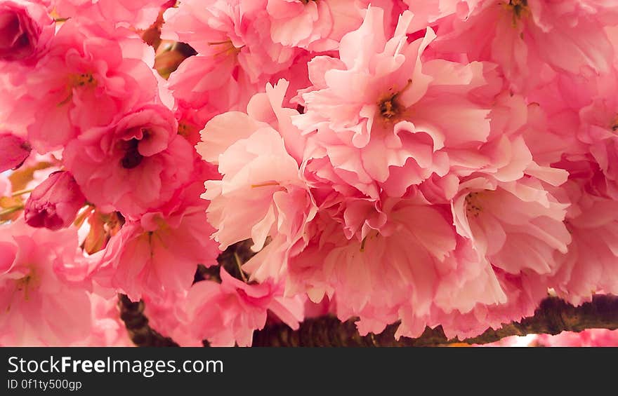 Kwanzan Flowering Cherry Tree closeup