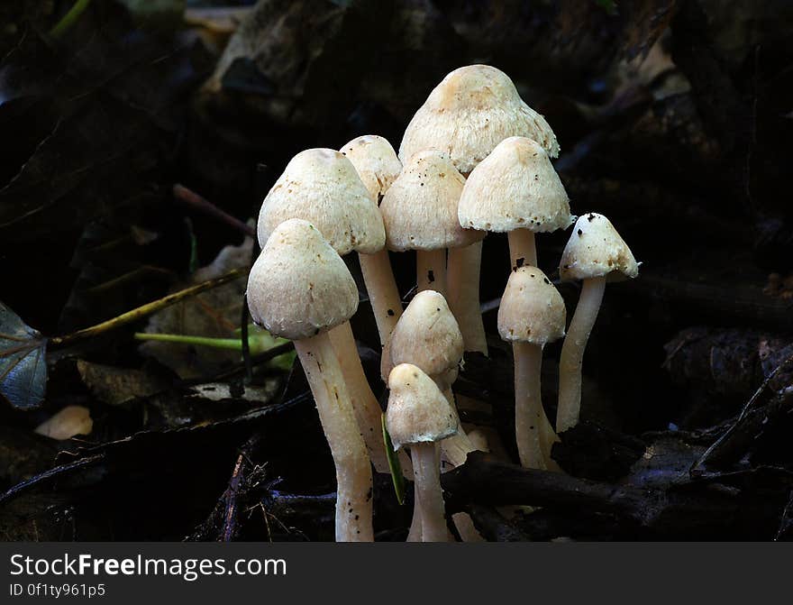 Coprinellus is a genus of mushrooms in the family Psathyrellaceae. The genus was first described by Petter Karsten in 1879.