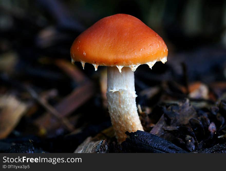 Leratiomyces ceres, commonly known as the Redlead Roundhead, is mushroom which has a bright red to orange cap and dark purple-brown spore deposit.