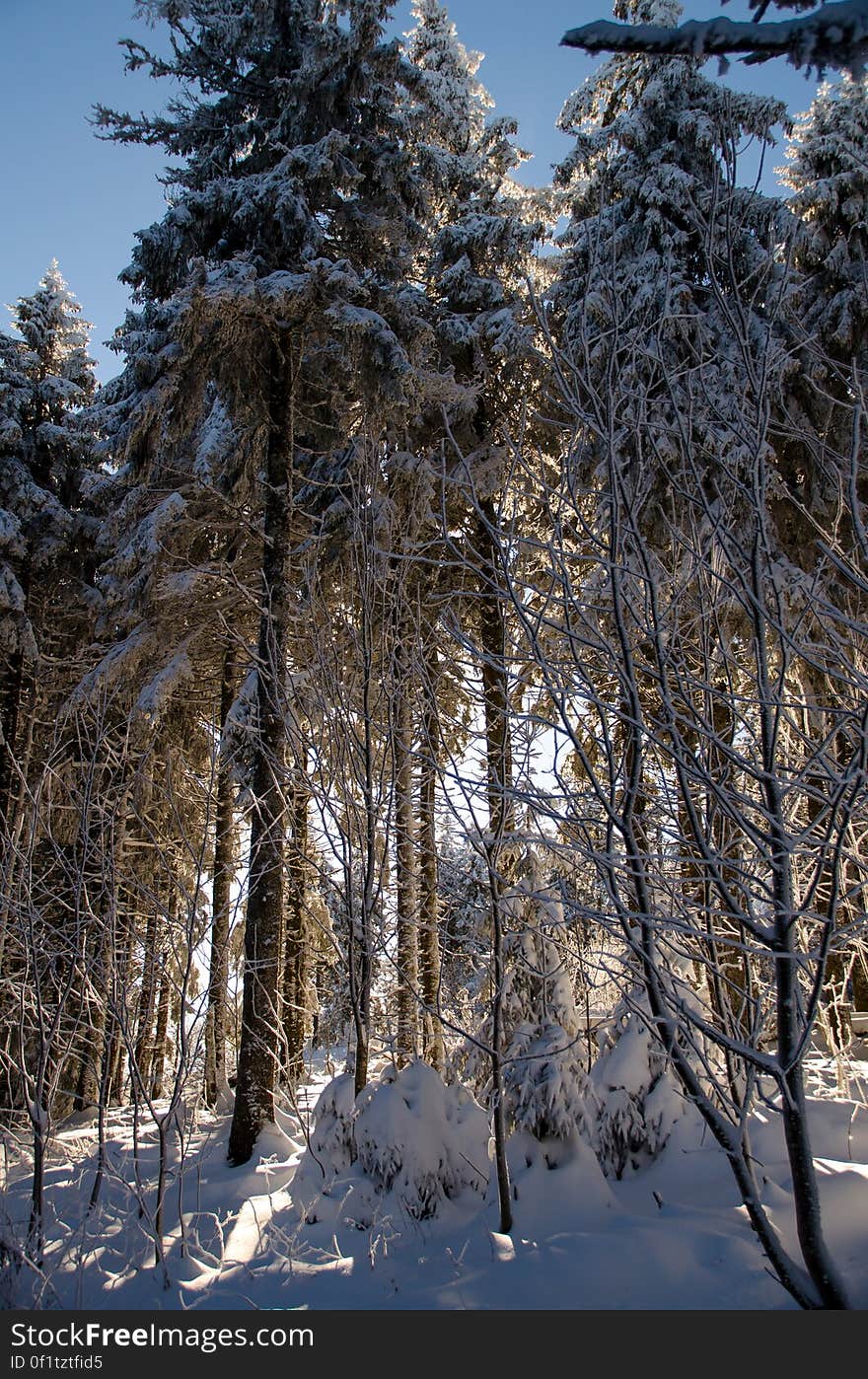 Sky, Snow, Plant, Wood, Natural landscape, Larch