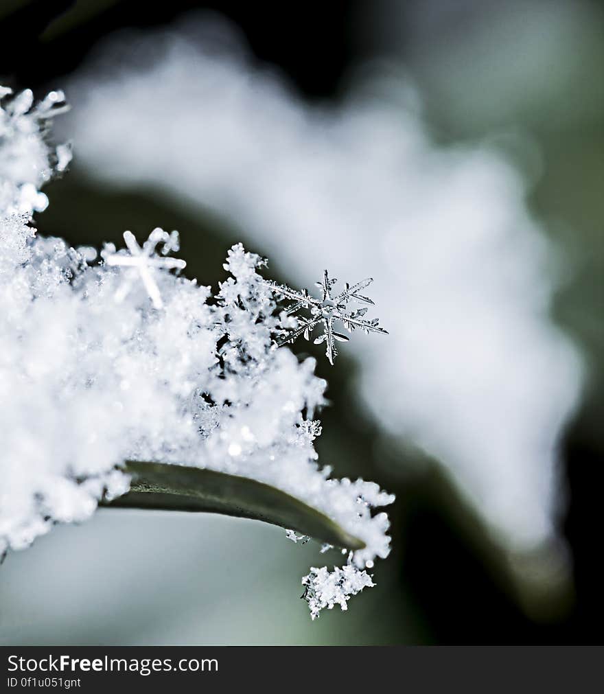 Snowflake / Hópihe