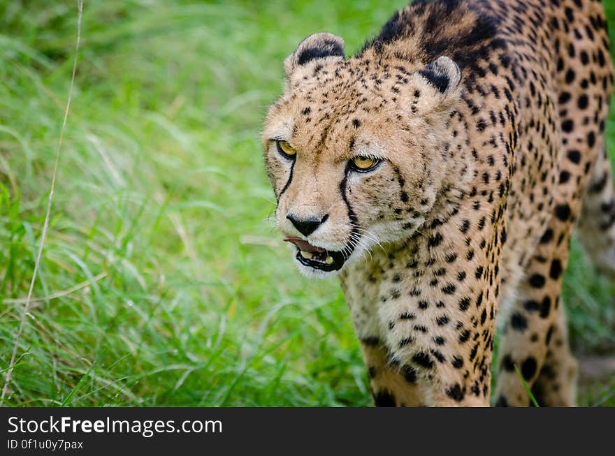 Cheetah