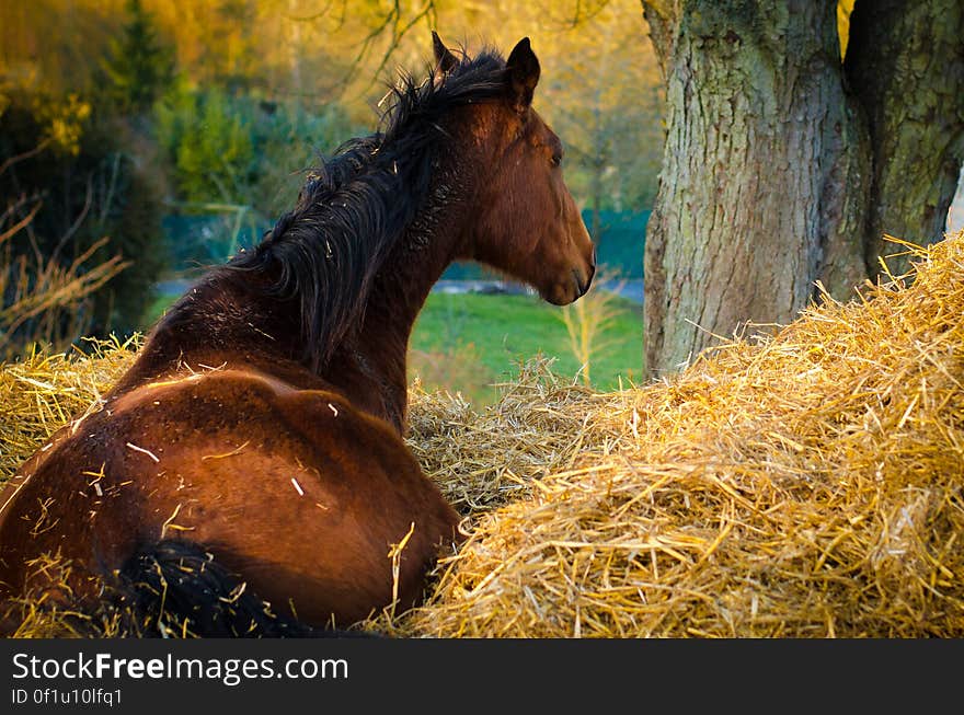 Portrait of brown horse lying in straw outdoors on sunny day. Portrait of brown horse lying in straw outdoors on sunny day.