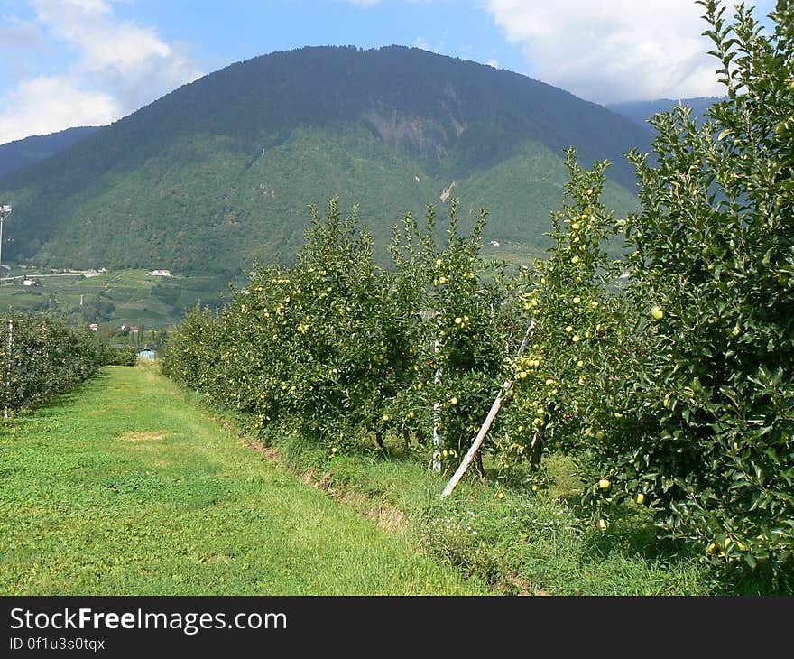 Can I use this photo? Read here for more informations. Crops of apple – Casez di Sanzeno – 13 August 2008 These are photos I took in 2008 on a long trip I made around northern Italy. I started from Rome and went all the way to the alps. At the end I did 2900km in 10 days. read more &gt;&gt;. Can I use this photo? Read here for more informations. Crops of apple – Casez di Sanzeno – 13 August 2008 These are photos I took in 2008 on a long trip I made around northern Italy. I started from Rome and went all the way to the alps. At the end I did 2900km in 10 days. read more &gt;&gt;